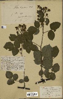 spécimen de Rubus nitidus