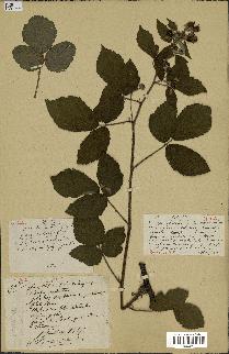 spécimen de Rubus mutabilis