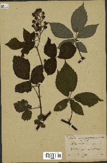 spécimen de Rubus mutabilis