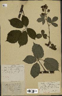 spécimen de Rubus macrophyllus