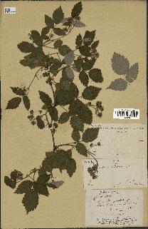 spécimen de Rubus idaeus