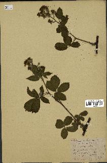 spécimen de Rubus ericetorum