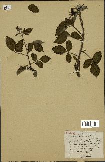 spécimen de Rubus discerptus