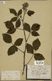 spécimen de Rubus discerptus