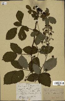 spécimen de Rubus vulgaris