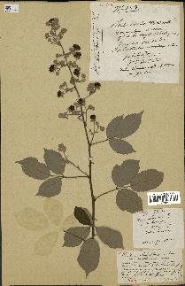 spécimen de Rubus ulmifolius