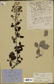 spécimen de Rubus ulmifolius