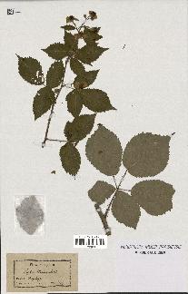 spécimen de Rubus winteri