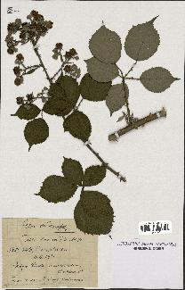 spécimen de Rubus winteri