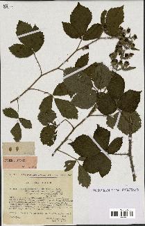 spécimen de Rubus alterniflorus