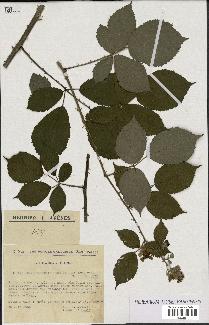 spécimen de Rubus alterniflorus