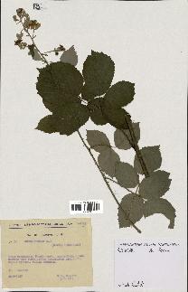 spécimen de Rubus bifrons