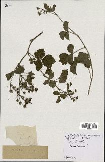 spécimen de Rubus caesius