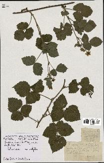 spécimen de Rubus caesius