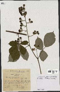 spécimen de Rubus apiculatus