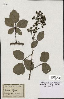 spécimen de Rubus bifrons