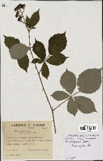 spécimen de Rubus argenteus