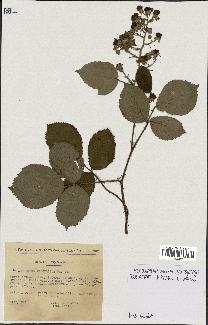 spécimen de Rubus apiculatus