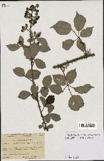 spécimen de Rubus bifrons