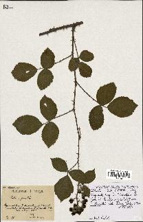 spécimen de Rubus bifrons
