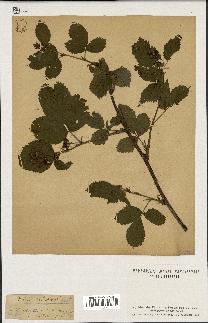 spécimen de Rubus sulcatus