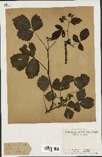spécimen de Rubus opacus