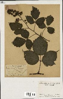 spécimen de Rubus hirtus