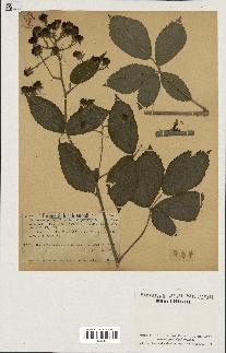 spécimen de Rubus schlechtendalii