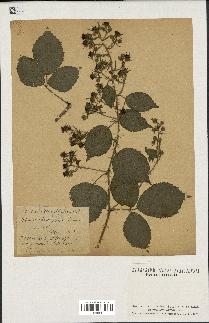 spécimen de Rubus schmidelyanus