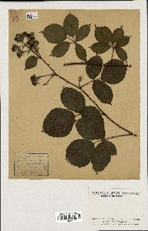 spécimen de Rubus rosaceus