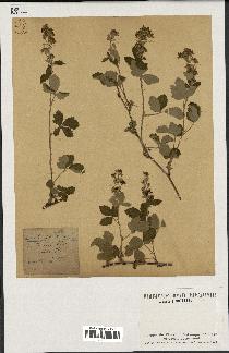 spécimen de Rubus tomentosus