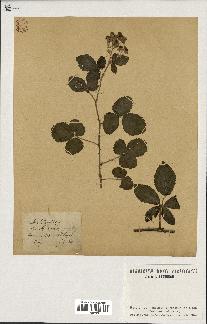 spécimen de Rubus tomentosus