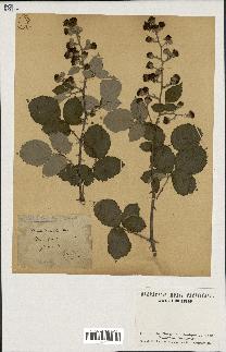 spécimen de Rubus tomentosus