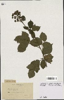 spécimen de Rubus foliosus