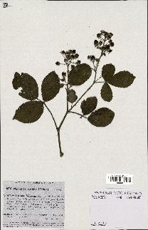 spécimen de Rubus foliosus