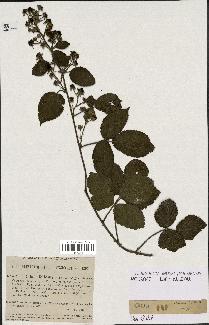 spécimen de Rubus foliosus