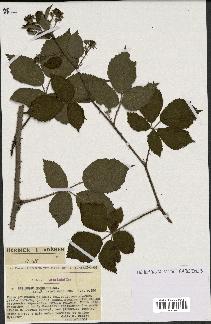 spécimen de Rubus koehleri