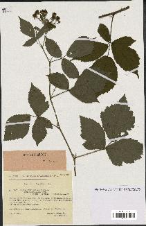 spécimen de Rubus obtruncatus