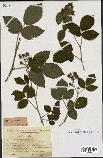 spécimen de Rubus obtruncatus