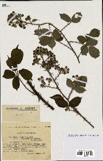 spécimen de Rubus obtruncatus