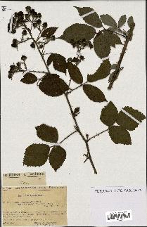 spécimen de Rubus obtruncatus