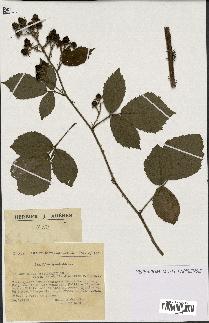 spécimen de Rubus obtruncatus