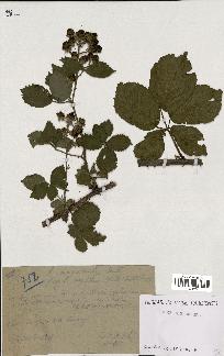 spécimen de Rubus macrostachys