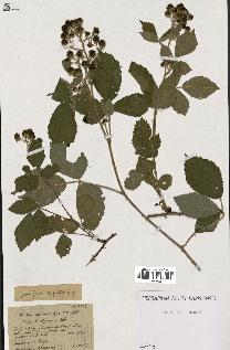 spécimen de Rubus macrostachys