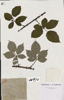 spécimen de Rubus macrostachys