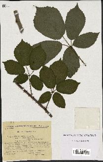 spécimen de Rubus macrostachys