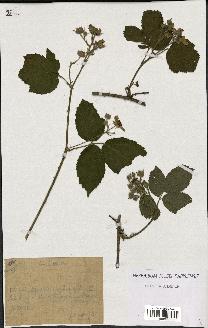 spécimen de Rubus macrostachys