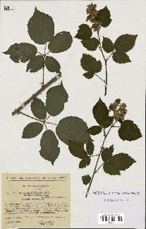 spécimen de Rubus macrostachys