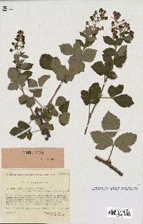 spécimen de Rubus tomentosus