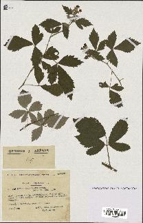 spécimen de Rubus tomentosus